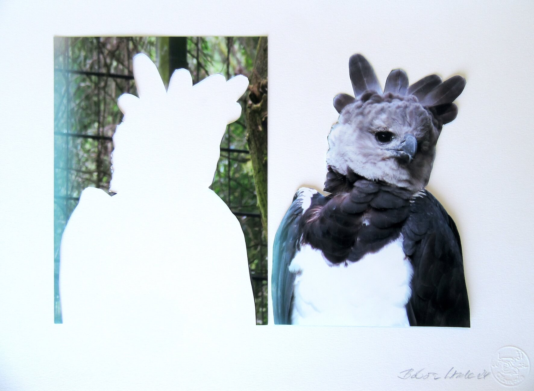 Harpyie aus der Serie: befreite Tiere